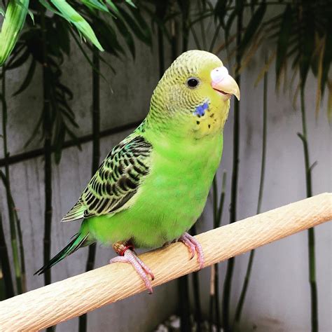 Once this lovely bird gets accustomed to you and relaxed in its new home, it will quickly become an affectionate and calm pet, with more than a few tricks and mimics up its sleeve. . Parakeet for sale